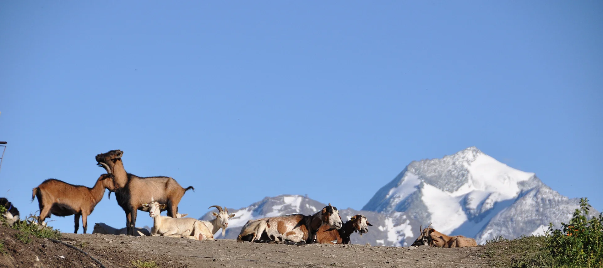 Chèvres en alpage. Altitude 2000 m.