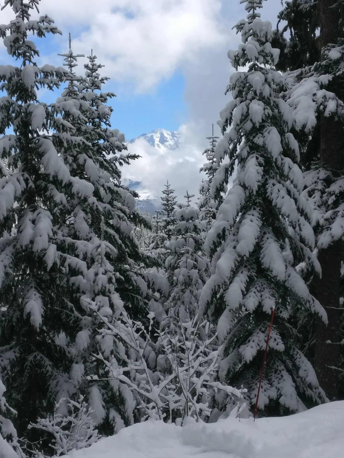 Paysages en hiver. Le Mont Pourri à travers les cimes.